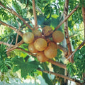 Light Scuppernong Muscadine Grape Vine – Vitis rotundifolia Live Plant with Bronze Fruit, Fruit & Wine Variety