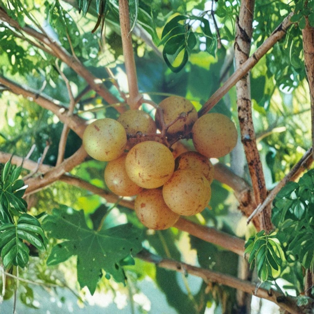 Light Scuppernong Muscadine Grape Vine – Vitis rotundifolia Live Plant with Bronze Fruit, Fruit & Wine Variety