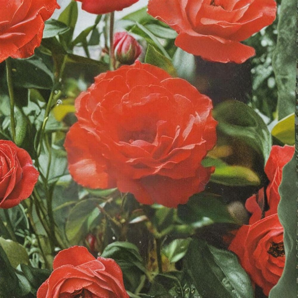 Impatiens Floribunda Rose Plant – 2 Gallon Rooted Bush with Orange-Red Flowers for Garden & Landscape