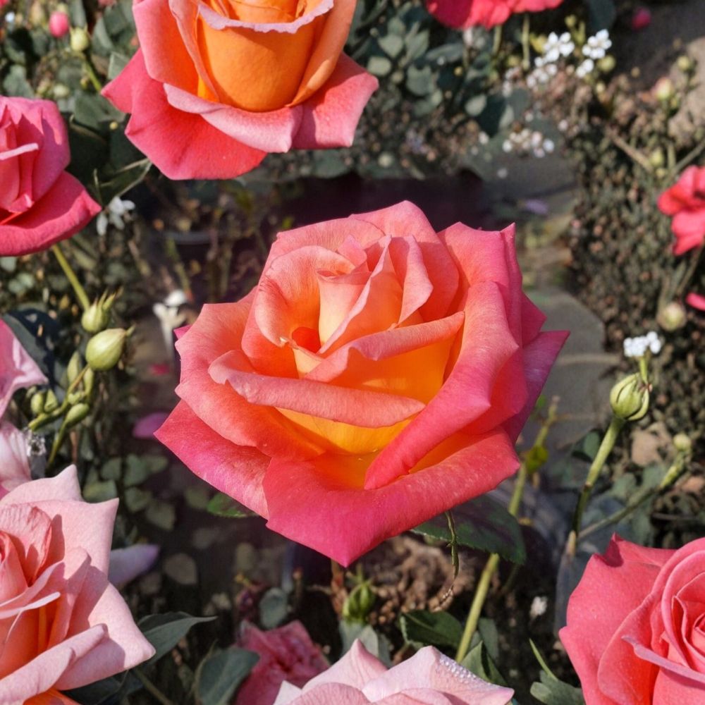 Mikado Hybrid Tea Rose Plant – Scarlet Yellow Flowers | 3 Gallon Live Rosa hybrida for Garden & Landscape