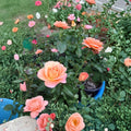 New Year Grandiflora Rose Live Plant – 5 Gallon Orange Blooming Shrub for Garden & Landscape, Deciduous Flowering Bush