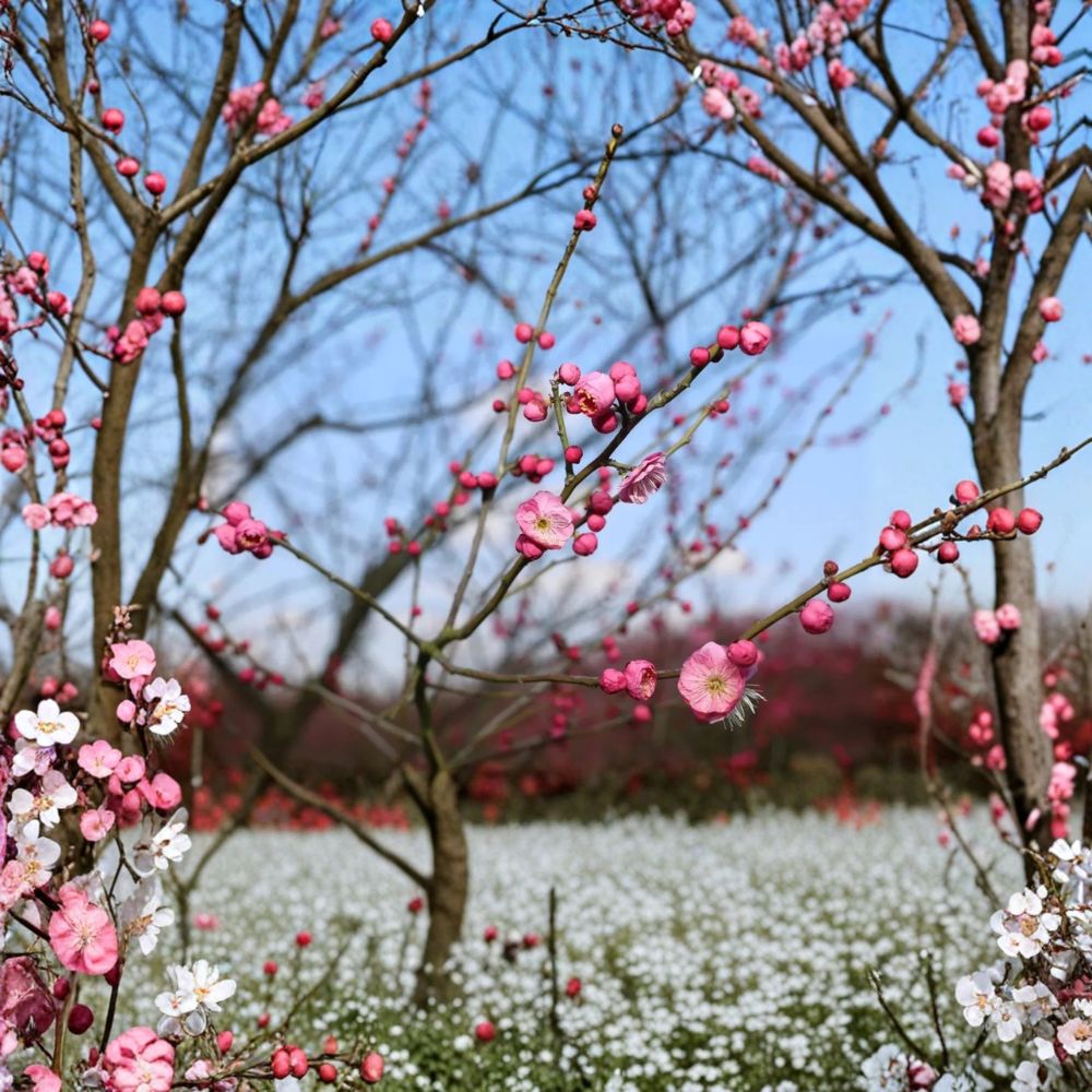 Mokel Japanese Flowering Apricot Tree Bare Root Pink Blossom Edible Fruit Prunus mume Garden Tree