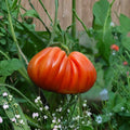 Cuor di Bue Albenga Tomato Seeds – Heirloom Organic Oxheart Tomato, Non-GMO, Large Meaty Fruits, Solanum lycopersicum