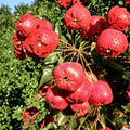 Giant Star Chinese Hawthorn Tree Bare Root | Edible & Medicinal Shan Zha Fruit Tree | Hardy Deciduous Plant Crataegus pinnatifida