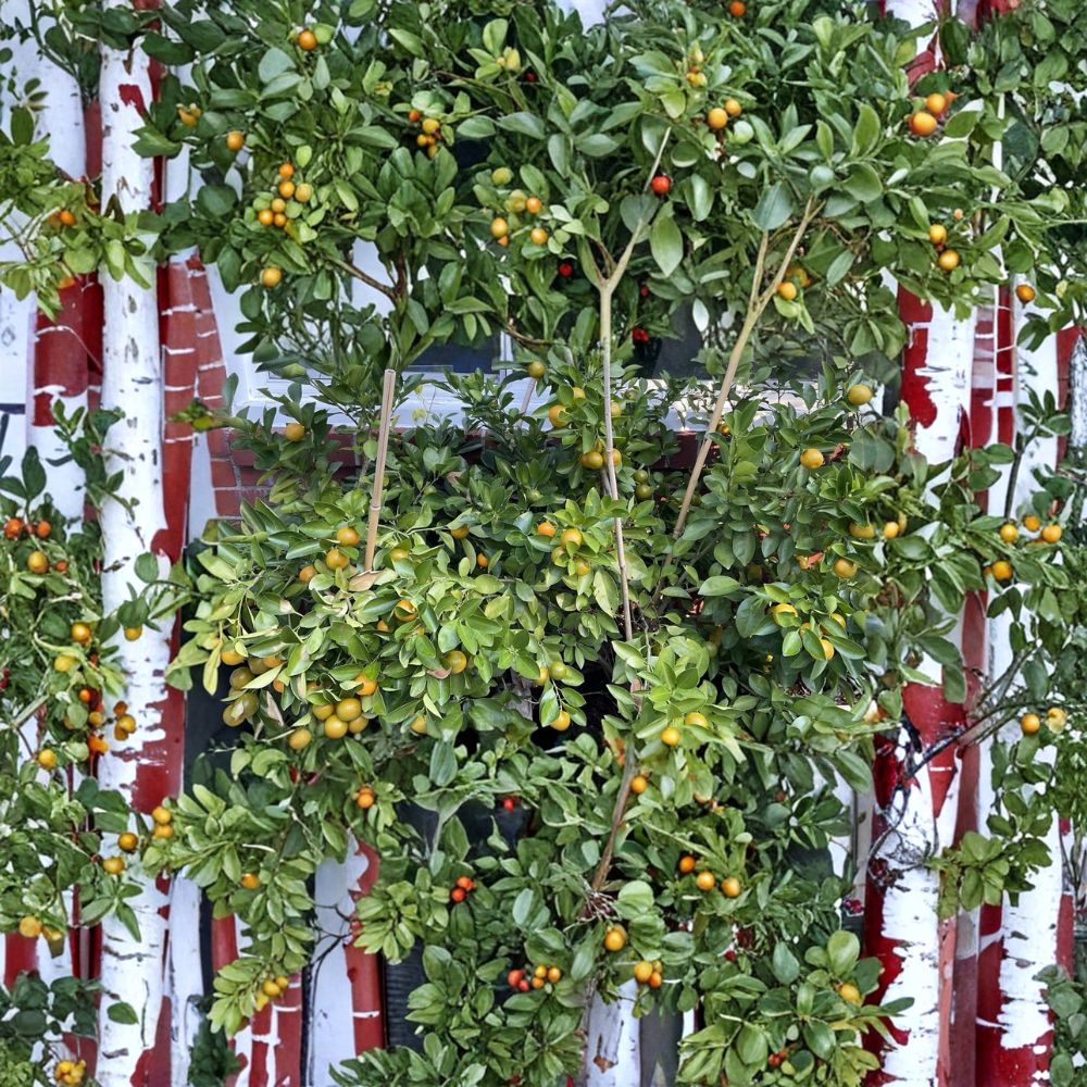 Calamansi Tree Live Plant | 2-3 Inch Rooted Starter | Indoor Outdoor Everbearing Citrus | Calamondin Citrus (Citrus × microcarpa)