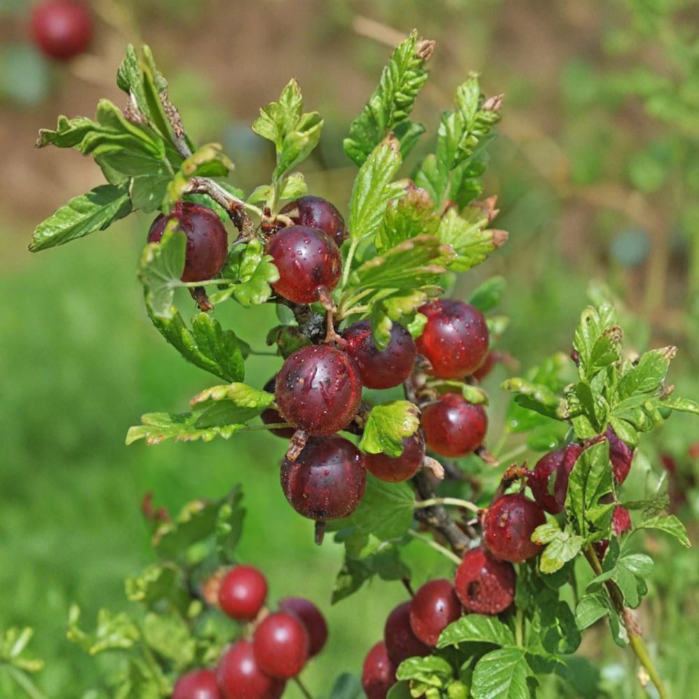 Jeanne Gooseberry Live Rooted Plant | Self-Pollinating Berry Shrub | Sweet Red Fruit | Ribes uva-crispa | Zones 3-7
