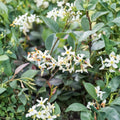 Asiatic Jasmine Minima Plant – Live Groundcover Vine in Quart Pot, Evergreen, Low Growing, Trachelospermum asiaticum