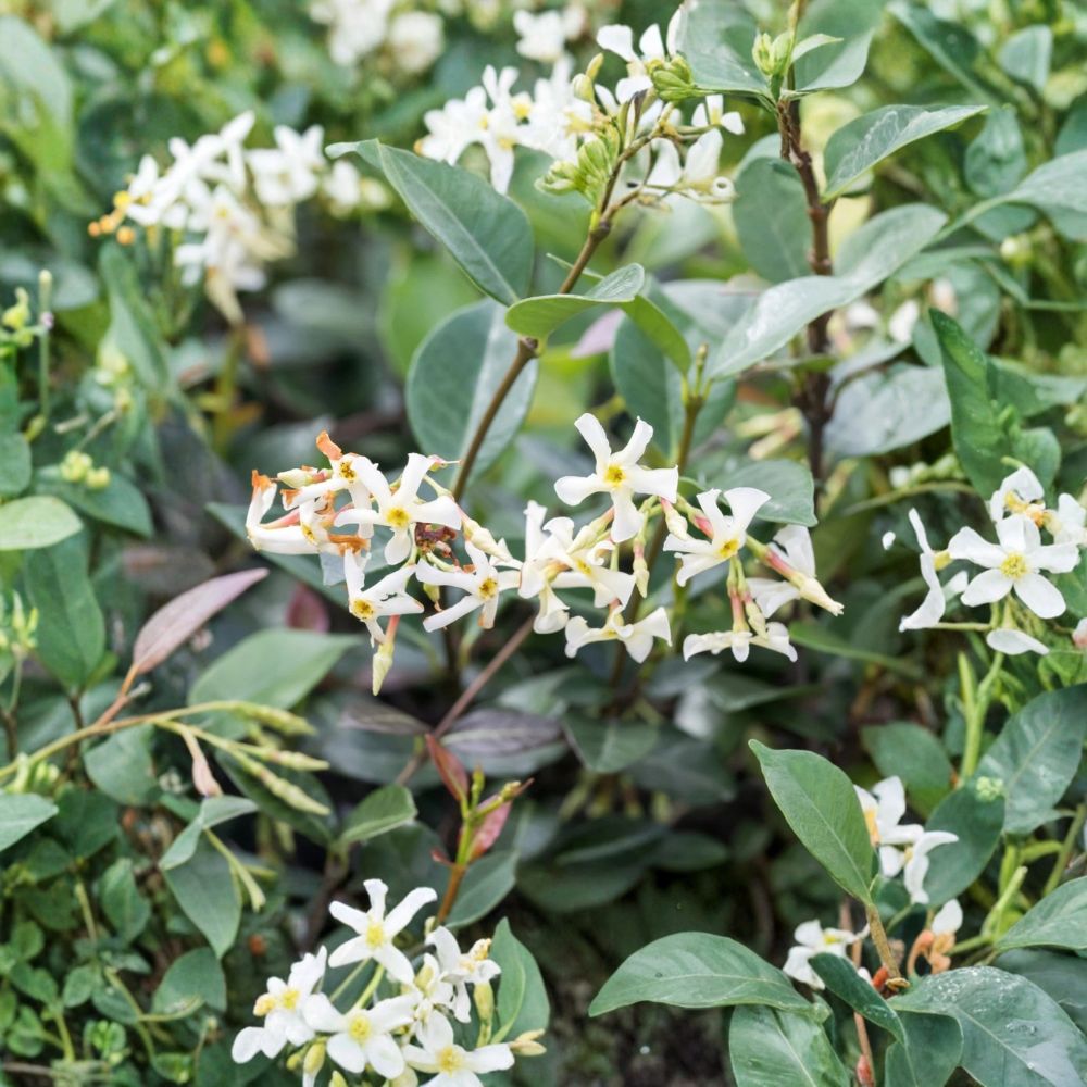 Asiatic Jasmine Minima Plant – Live Groundcover Vine in Quart Pot, Evergreen, Low Growing, Trachelospermum asiaticum