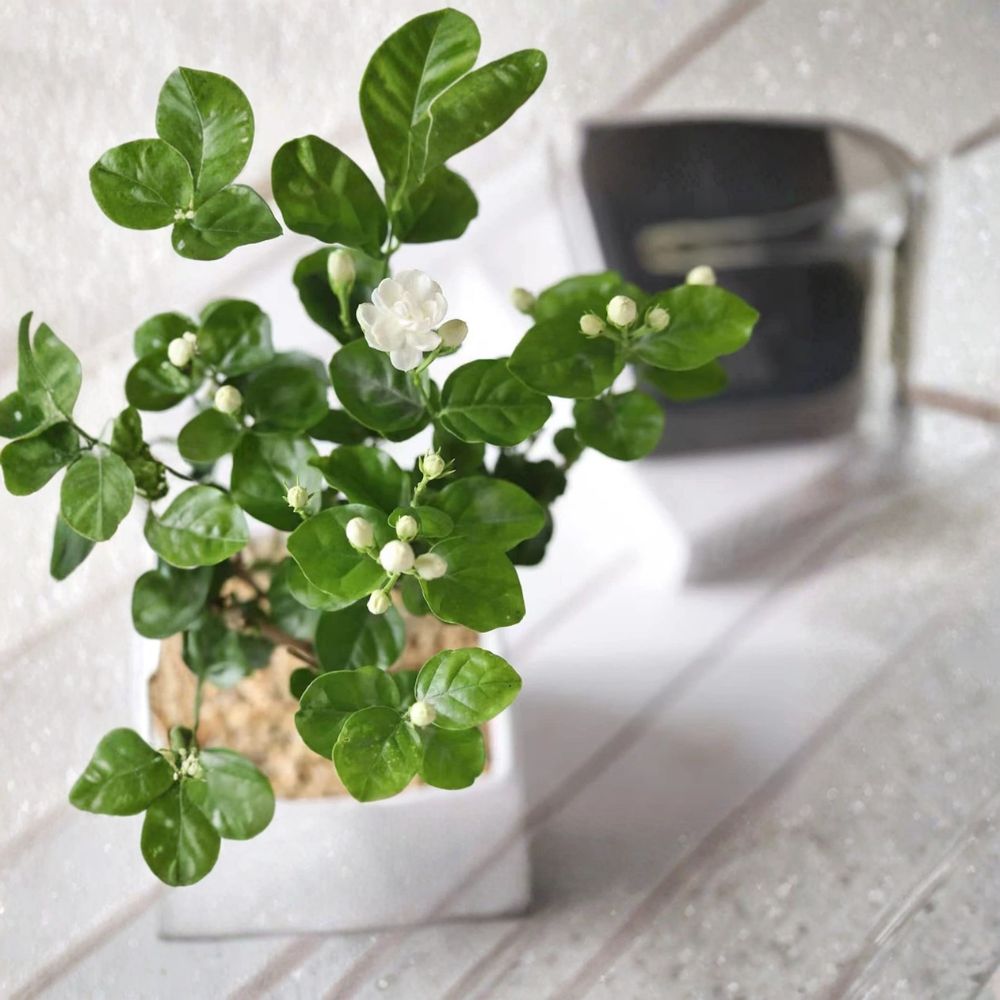 Climbing Jasmine Seeds 100+ Pack Fragrant White Flower Vine Indoor Outdoor Garden Plant Easy Grow Starter
