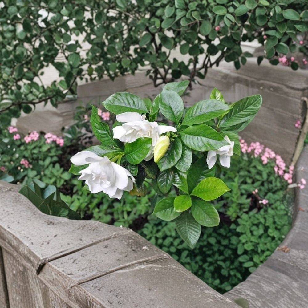 Gardenia Seeds | 100 Seeds | Fragrant White Flowers | Evergreen Shrub | Gardenia jasminoides