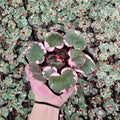 Strawberry Begonia Live Plants – Saxifraga stolonifera, 4 Starter Plants in 2-Inch Pots, Trailing Indoor & Outdoor Houseplant