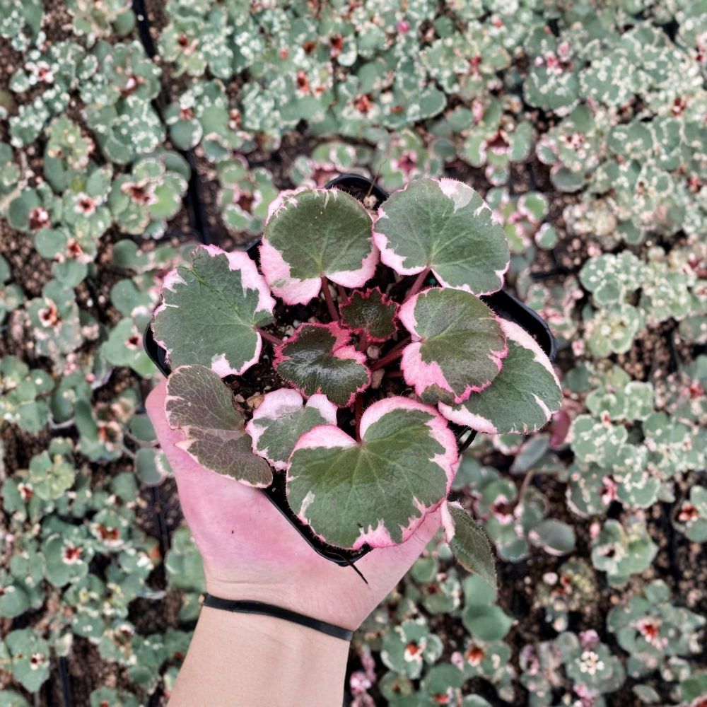 Strawberry Begonia Live Plants – Saxifraga stolonifera, 4 Starter Plants in 2-Inch Pots, Trailing Indoor & Outdoor Houseplant