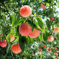 Hujing Honey Peach Tree Live Plant | Yangshan Peach Variety | Sweet Juicy Fruit Tree | Prunus persica | Patio & Backyard Friendly