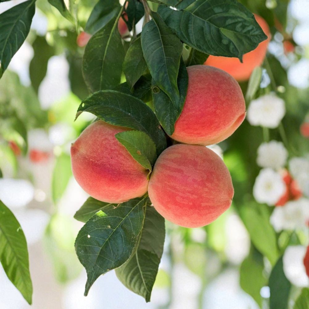 Babcock White Honey Peach Tree – Live Bare Root Fruit Tree, Self-Fertile, Sweet Low Acid Freestone, Prunus persica