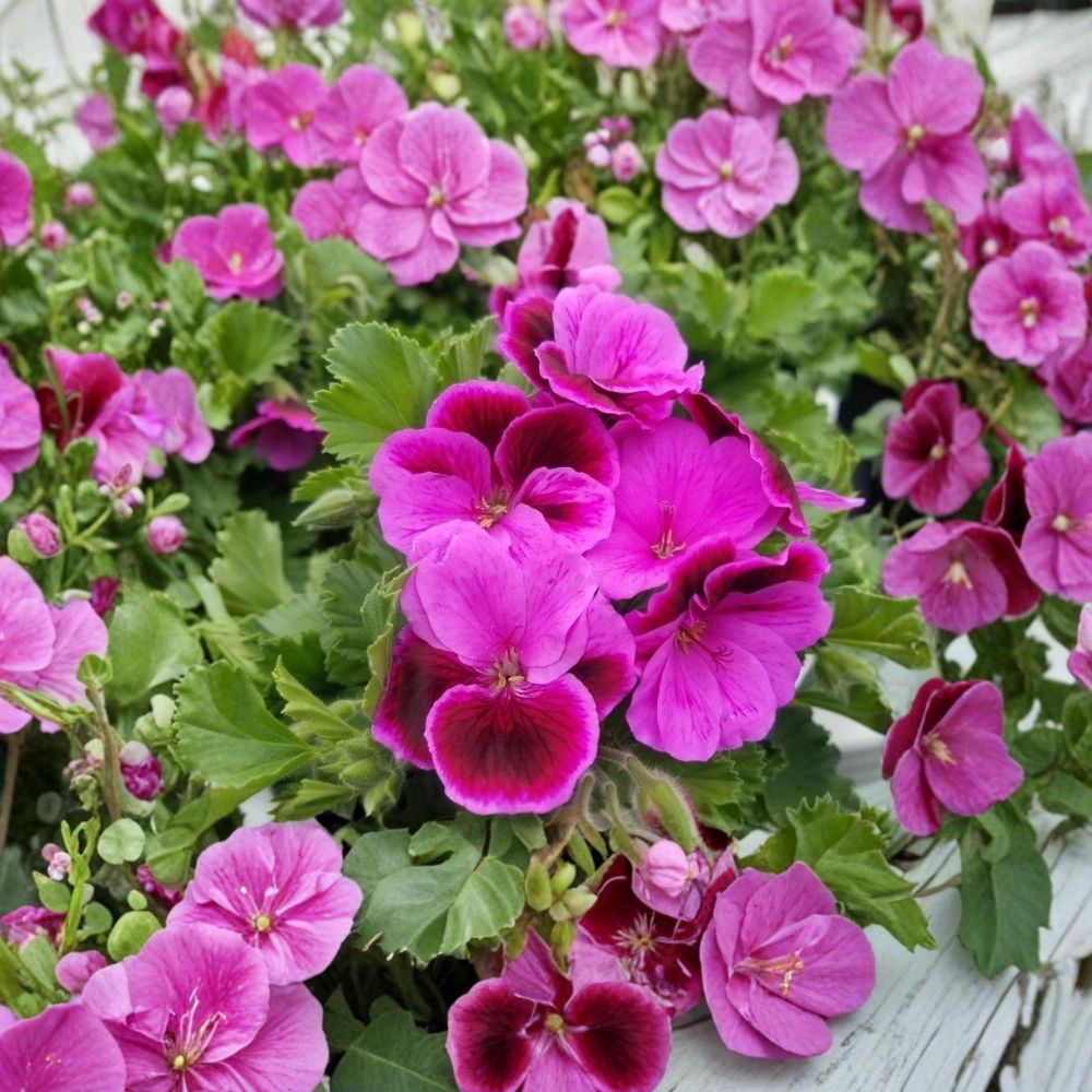 Martha Washington Geranium Cuttings – 6 Organic Rose Pink Pelargonium Propagation Plants for Patio & Indoor Gardening