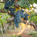 Valiant Grape Plant Live Vine, Cold Hardy Concord Flavor, Early Ripening Fruit Vine, Potted Backyard Vineyard Plant