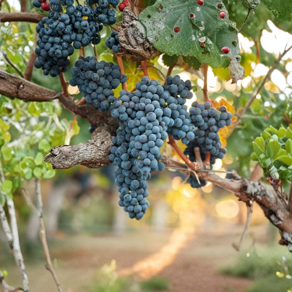 Valiant Grape Plant Live Vine, Cold Hardy Concord Flavor, Early Ripening Fruit Vine, Potted Backyard Vineyard Plant