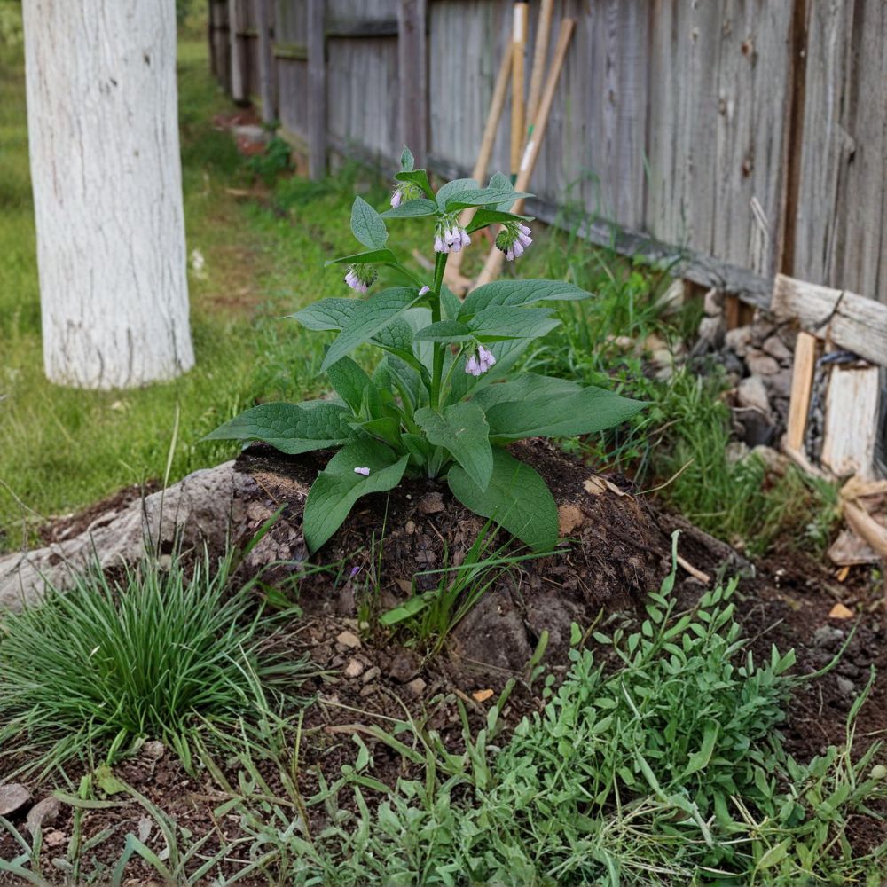 Russian Comfrey Live Root Cuttings – Bocking 14 Organic Symphytum uplandicum for Permaculture & Composting
