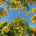 Yellow Jasmine Plant Starter – Gelsemium sempervirens, Fragrant Evergreen Vine with Yellow Flowers, Potted Carolina Jessamine