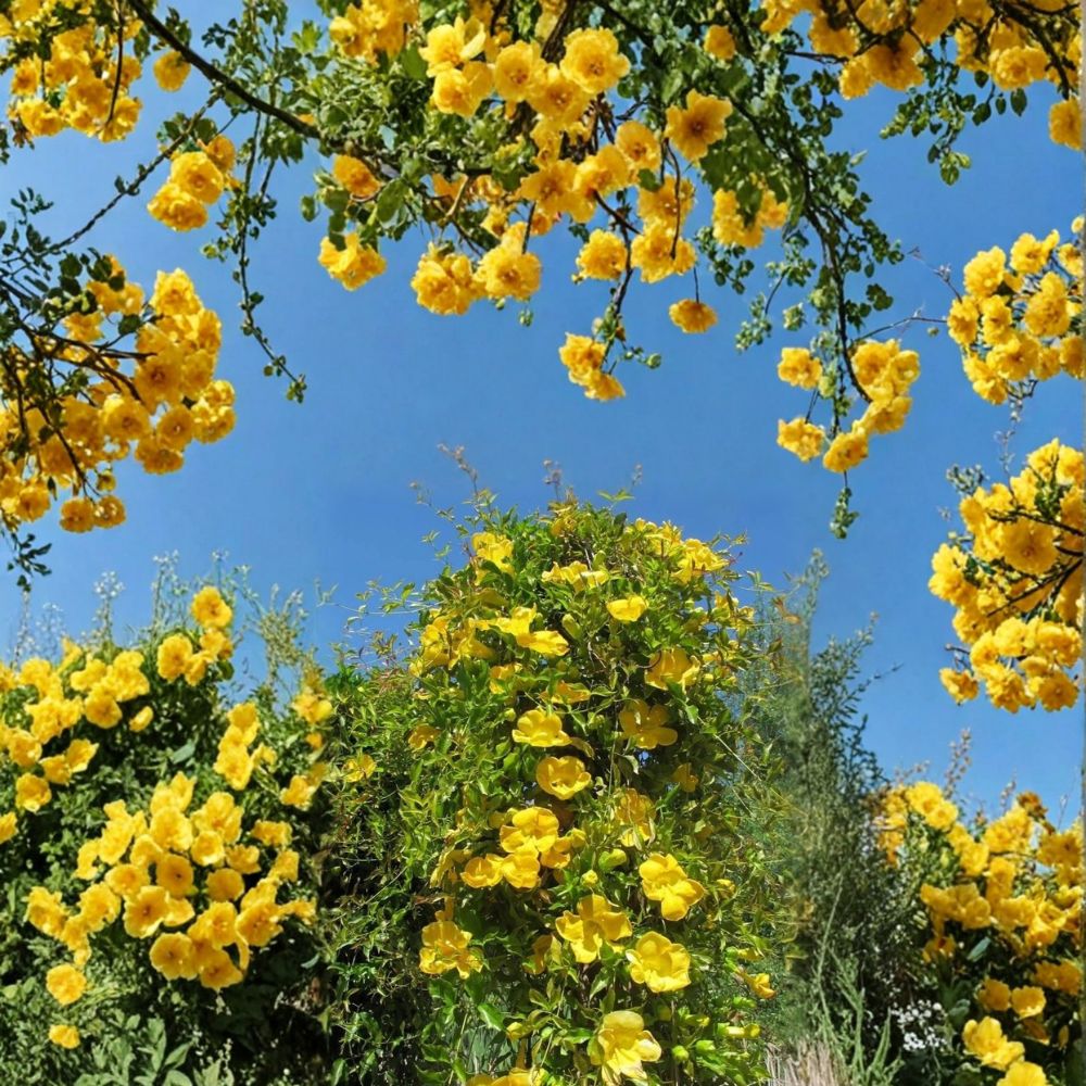Yellow Jasmine Plant Starter – Gelsemium sempervirens, Fragrant Evergreen Vine with Yellow Flowers, Potted Carolina Jessamine