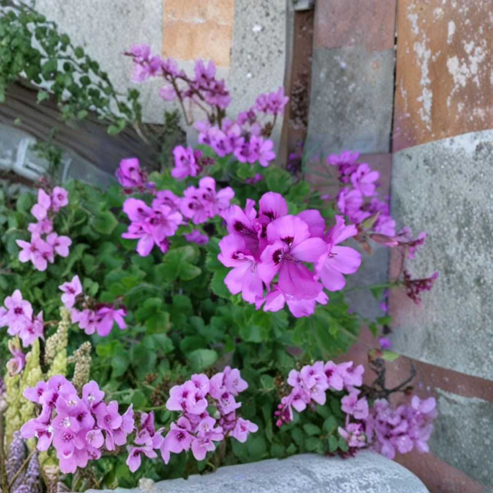 Purple Regal Geranium Cuttings – Pelargonium x domesticum Live Plant, 3 Unrooted 6-Inch Flowering Perennials for Containers & Gardens