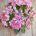 Fragrant Light Pink Geranium Cuttings – 3 Pelargonium Rooting & Grafting Plantlets for Indoor & Outdoor Gardening