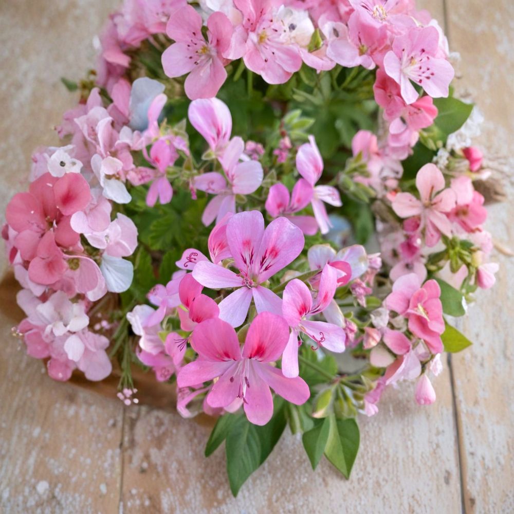 Fragrant Light Pink Geranium Cuttings – 3 Pelargonium Rooting & Grafting Plantlets for Indoor & Outdoor Gardening