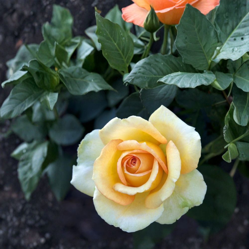 Gold Medal Grandiflora Rose – Live Bush Plant, Yellow Orange Blooms, 3 Gallon Rosa, Landscape & Flower Bed Favorite