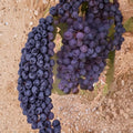 Zinfandel Wine Grape Vine – Live Fruit Plant, Self-Fertile, 3 Gallon Container, Vitis vinifera for Home Vineyard & Garden