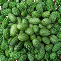 Mexican Sour Gherkin Seeds – Organic Non-GMO Cucamelon, Melothria scabra, Heirloom Vine, 50 Seeds