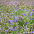 Pratense Geranium Seeds – 25+ Hardy Meadow Cranesbill Flower Seeds for Borders, Pollinator Gardens, Perennial Landscaping