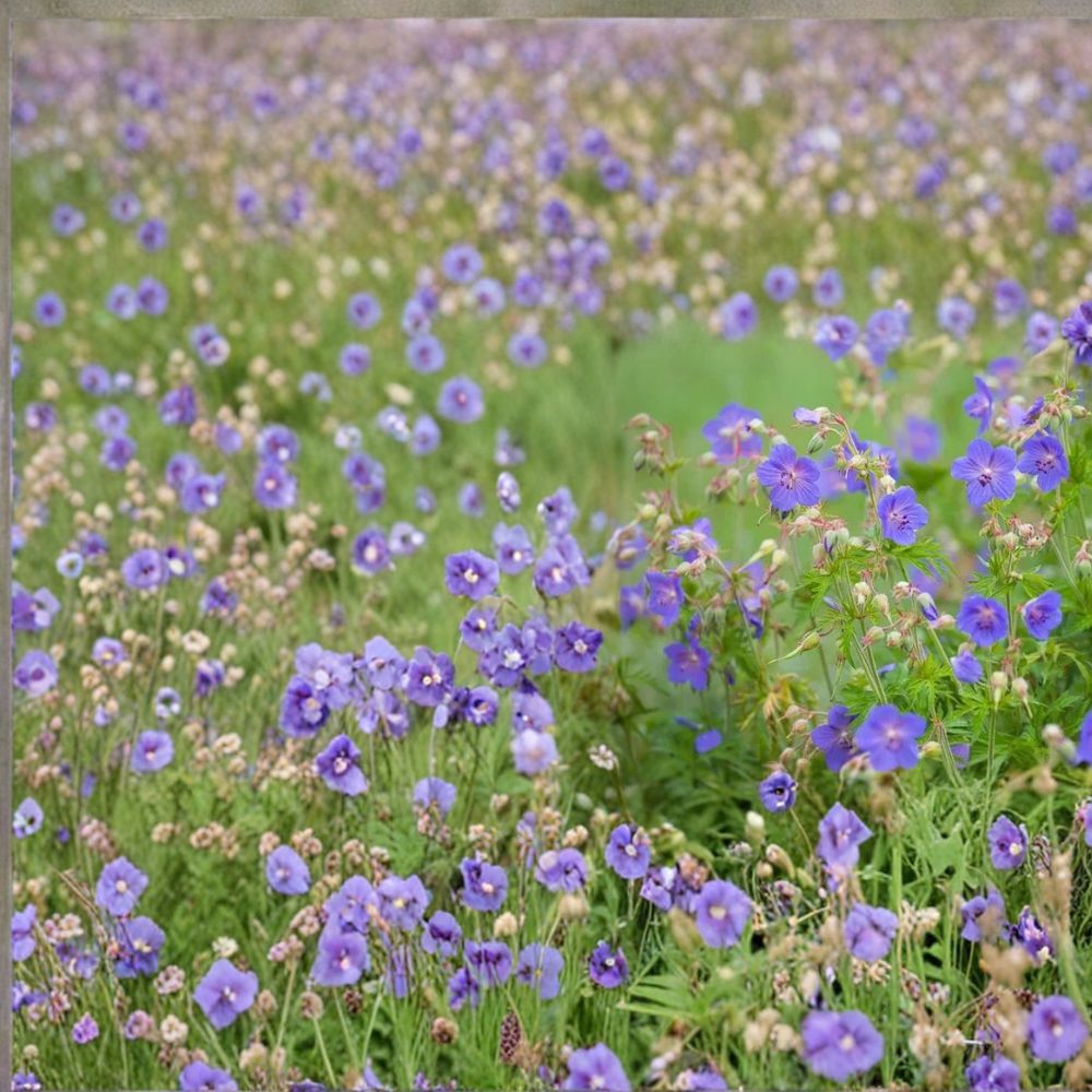 Pratense Geranium Seeds – 25+ Hardy Meadow Cranesbill Flower Seeds for Borders, Pollinator Gardens, Perennial Landscaping