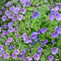 Gravetye Geranium Seeds – 25+ Pelargonium Flower Seeds for Garden, Patio & Containers, Easy Grow, Vibrant Blooms, Pelargonium spp.