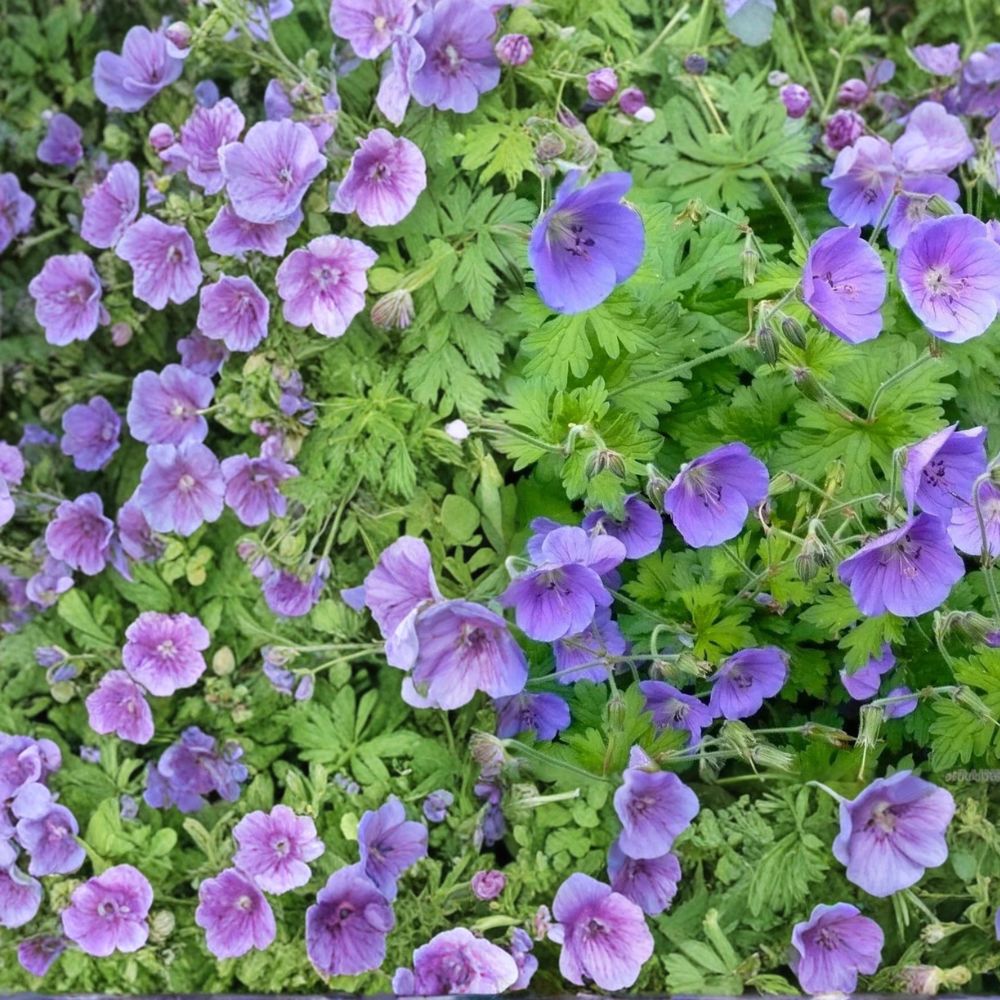 Gravetye Geranium Seeds – 25+ Pelargonium Flower Seeds for Garden, Patio & Containers, Easy Grow, Vibrant Blooms, Pelargonium spp.