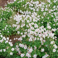 Biokovo Geranium Seeds – 25+ Flowering Perennial Seeds for Garden, Container & Patio – Geranium cantabrigiense