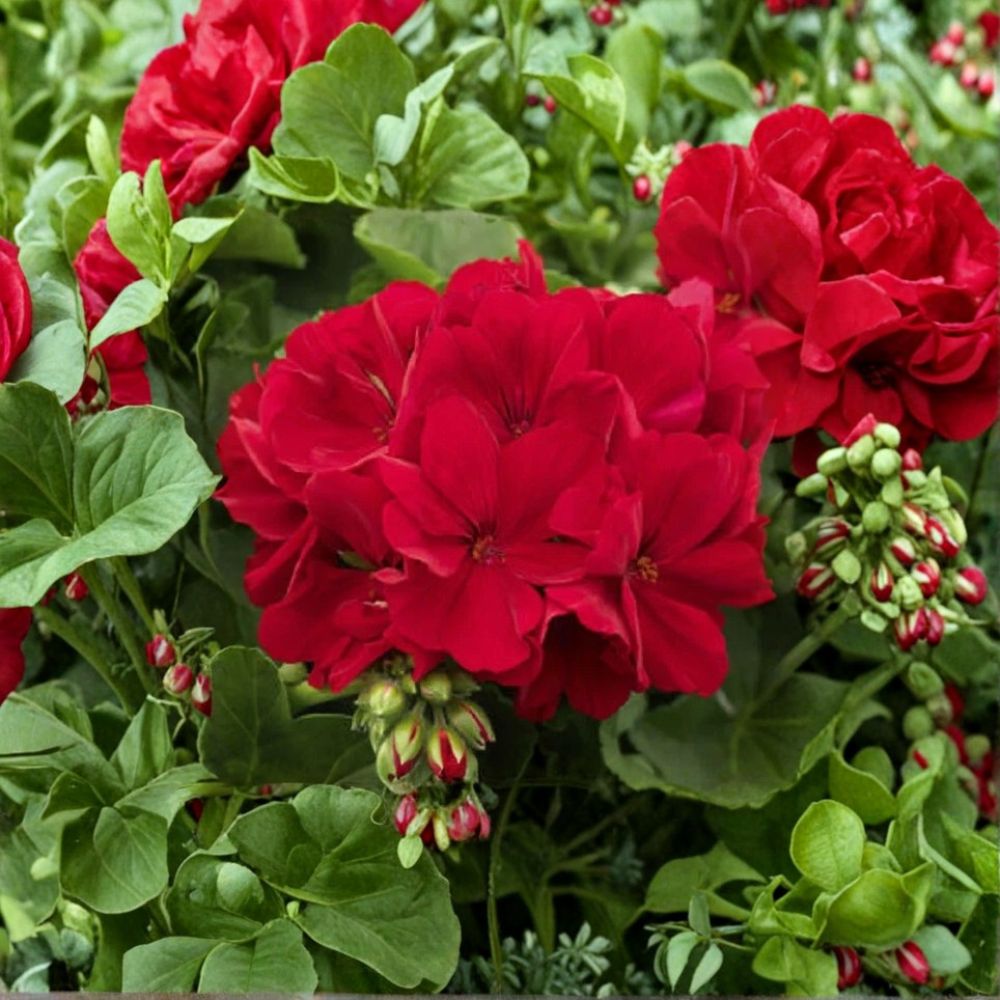 Red Geranium Seeds – Bright Red Blooms Pelargonium hortorum for Garden & Container Planting, Easy-to-Grow Flower Seeds