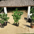 Apache Thornless Blackberry Live Plant - 1 Gallon Thornless Berry Bush for Edible Gardens and Home Growing