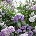 Purple Jasmine Seeds – Fragrant Flowering Plant | Jasmine spp. | Garden, Patio, Container | Easy to Grow