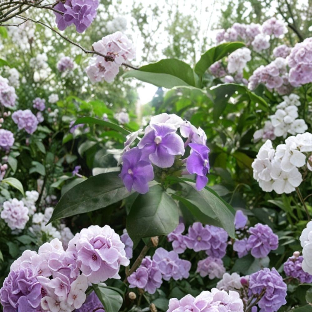 Purple Jasmine Seeds – Fragrant Flowering Plant | Jasmine spp. | Garden, Patio, Container | Easy to Grow