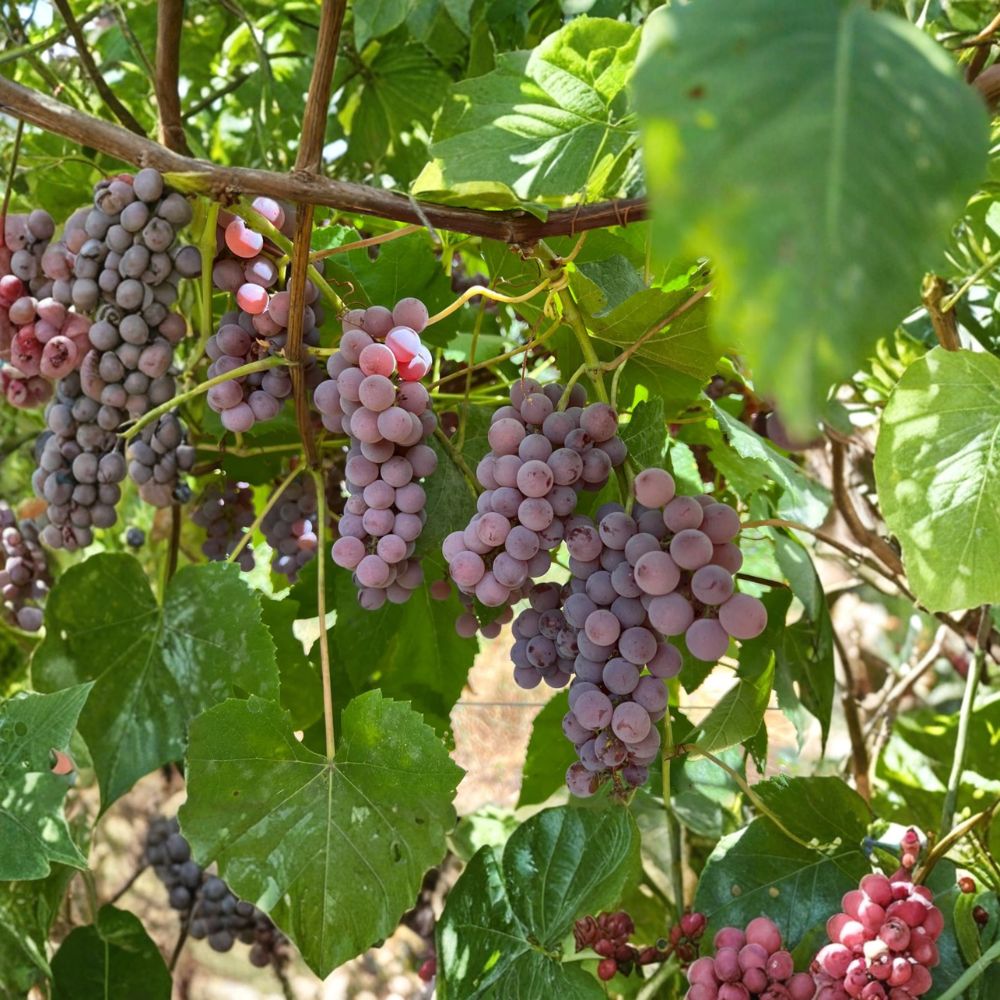 Delaware Grape Plant | Vitis labrusca Live Vine | Early Ripening Red Table Grape | Sweet Mild Flavor