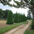 Green Giant Arborvitae Live Plants | 25 Pack 6-12 Inch Thuja plicata Evergreen Privacy Hedge
