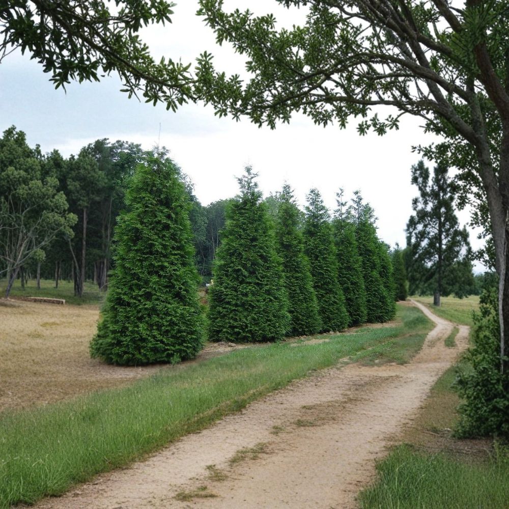 Green Giant Arborvitae Live Plants | 25 Pack 6-12 Inch Thuja plicata Evergreen Privacy Hedge