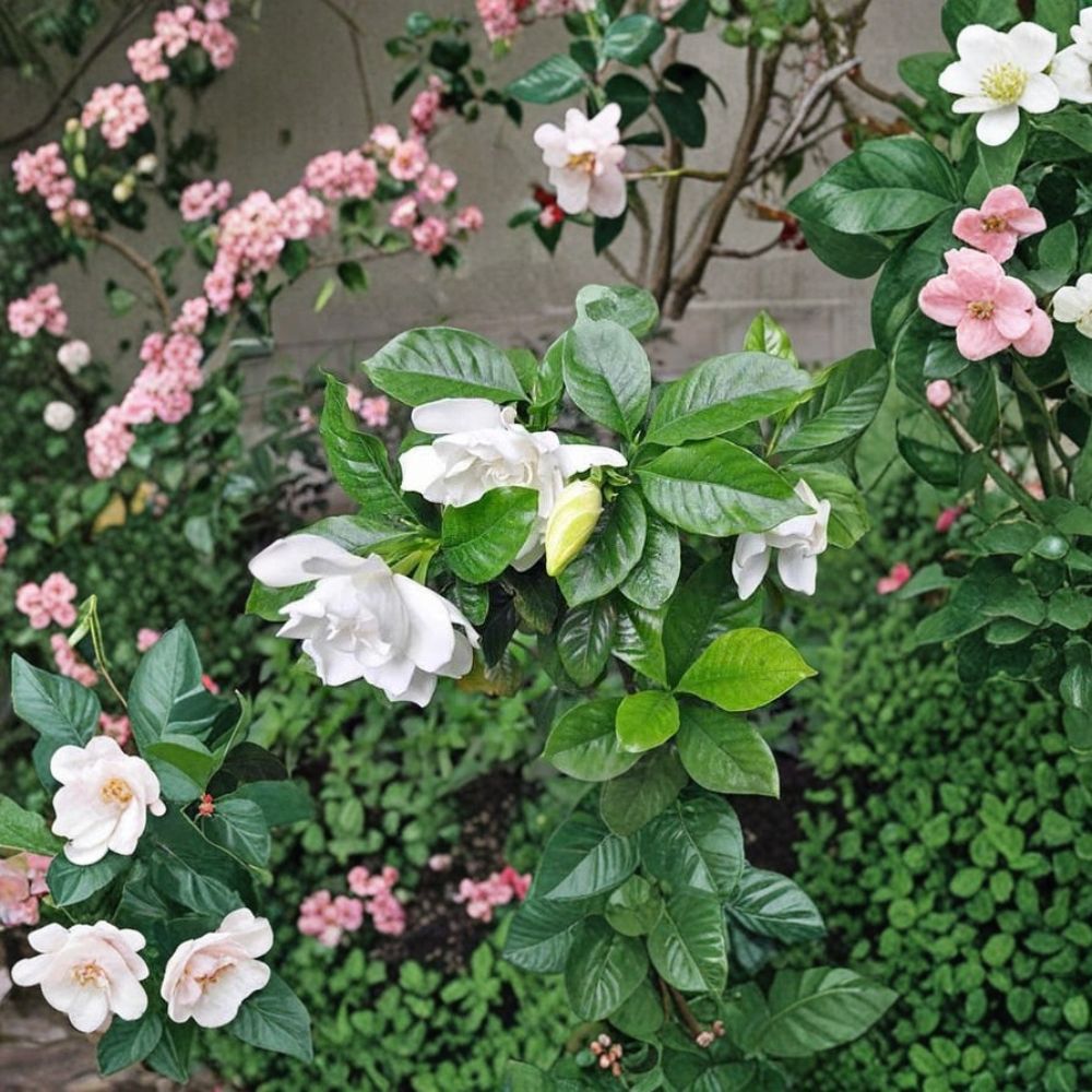 Gardenia Seeds 100 Pack for Indoor Outdoor Fragrant White Flowers Gardenia jasminoides