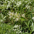 White Chocolate Jasmine Seeds – Day Blooming Jessamine, Fragrant Tropical Shrub, Cestrum diurnum, 10 Seeds