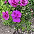 Purple Regal Geranium Cuttings – 6 Live Pelargonium domesticum Starters for Patio, Balcony, Flower Bed