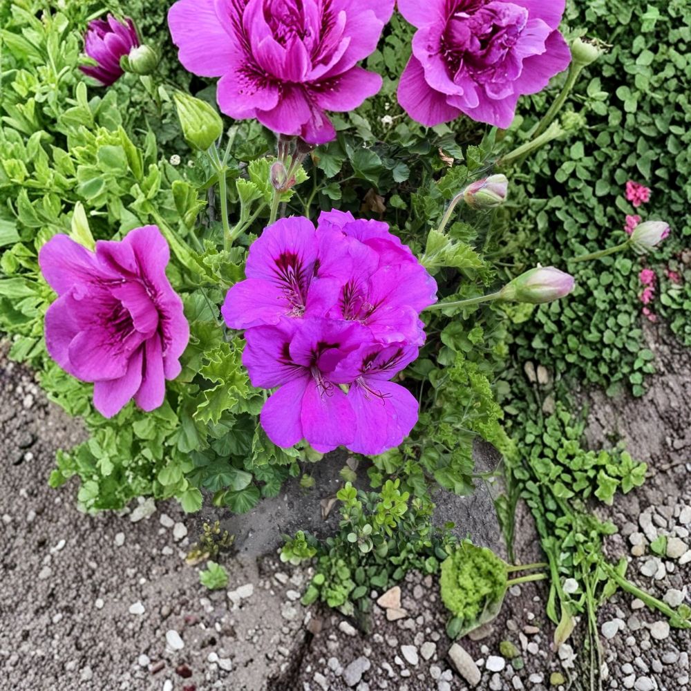 Purple Regal Geranium Cuttings – 6 Live Pelargonium domesticum Starters for Patio, Balcony, Flower Bed