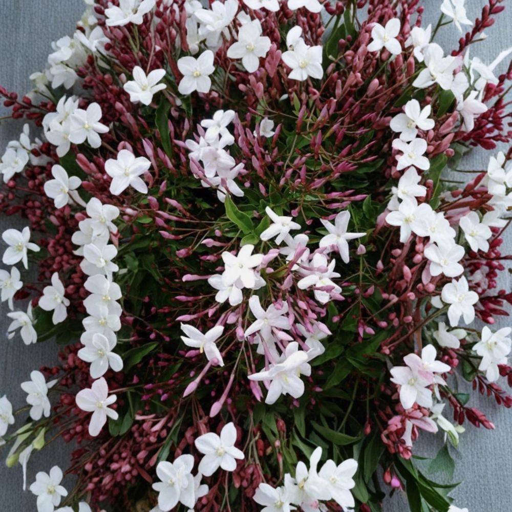 Pink Jasmine Cuttings Set of 10 | Jasminum polyanthum | Fragrant Climbing Vine | Organic Fresh 10-Inch Cuttings