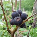 Jennybelle Serviceberry Live Plant | Edible Berry Shrub Tree | Self-Pollinating | Amelanchier obovalis | Zones 5-8