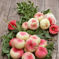 Galaxy Donut Peach Tree Live Plant – Bare Root Peento Peach with White Flesh, Flat Saucer Shape, Prunus persica