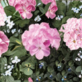 Pinto Premium Lavender Geranium Seeds – 100 Pelargonium x hortorum for Garden & Pots, Pastel Lavender Flowers